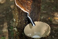 乳胶枕品牌推荐，贵族之选，国货大牌 安排：新浪网家居主站（新浪家居）