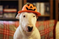 2400亿大市场有如此多隐患：浅谈宠物家电热潮的背后