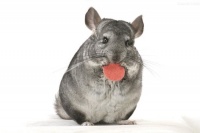 2021年婚姻有磨难的生肖 2021年禁忌结婚的属相有哪些