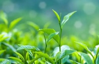 碧然德教你轻松沏出一壶“春日好茶”