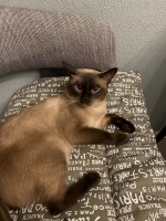 你敢信吗？她用2.5㎡后备箱，打造5大宠物明星的家