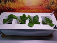 “佩奇菜园”微型版配套部编语文教材发布