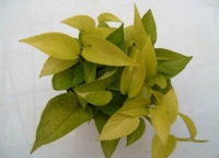 怎么判断新房甲醛是否超标？这些方法一看就会