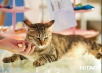 秋来冬将至，毛孩儿怕冷，怎么解？