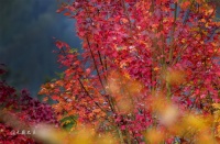 森林绯色，看城市也被层林浸染