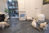 猫咖馆空气净化好物，松下次亚诺空间除菌消臭机值得拥有