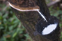 泰菲拉,泰国原装进口乳胶床垫
