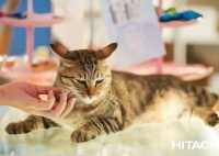 温度攀升，异味加倍，谁能让可爱的宠物与清新的空气两全？