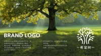 希望树，引领中国除甲醛新潮流